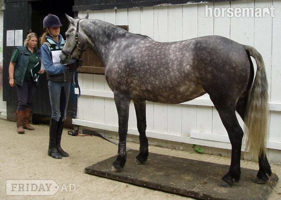 Richmond Equestrian Horse Weighing Platform