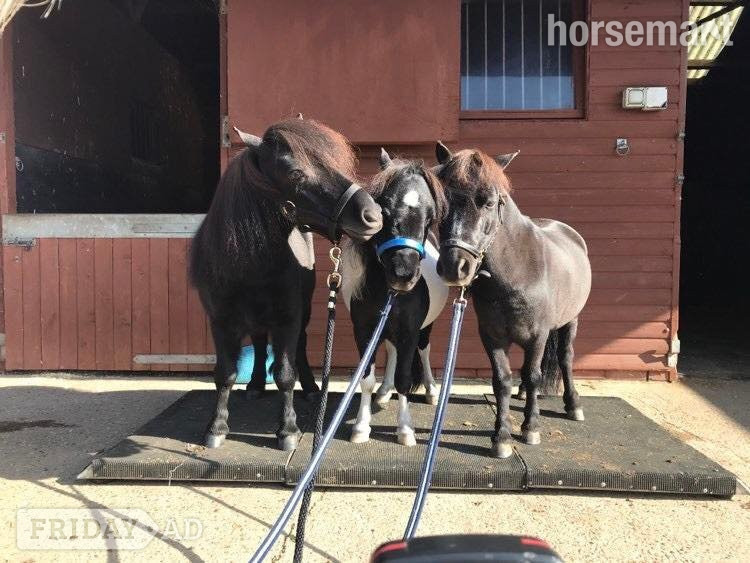 Equestrian Horse Weighing Platform in Richmond