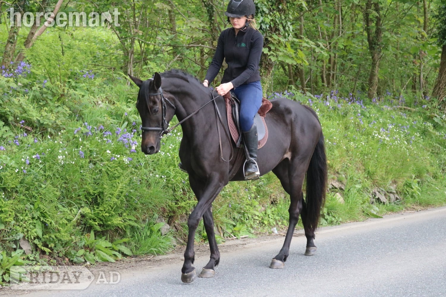 Llandysul "Absolutely Debutante" Black Mare All Rounder
