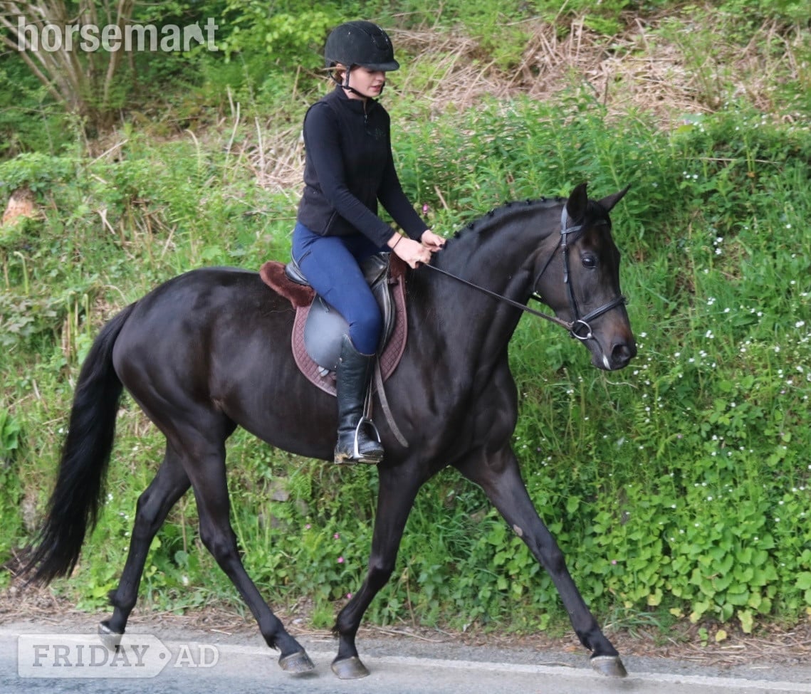 "Absolutely Debutante" Black Mare All Rounder