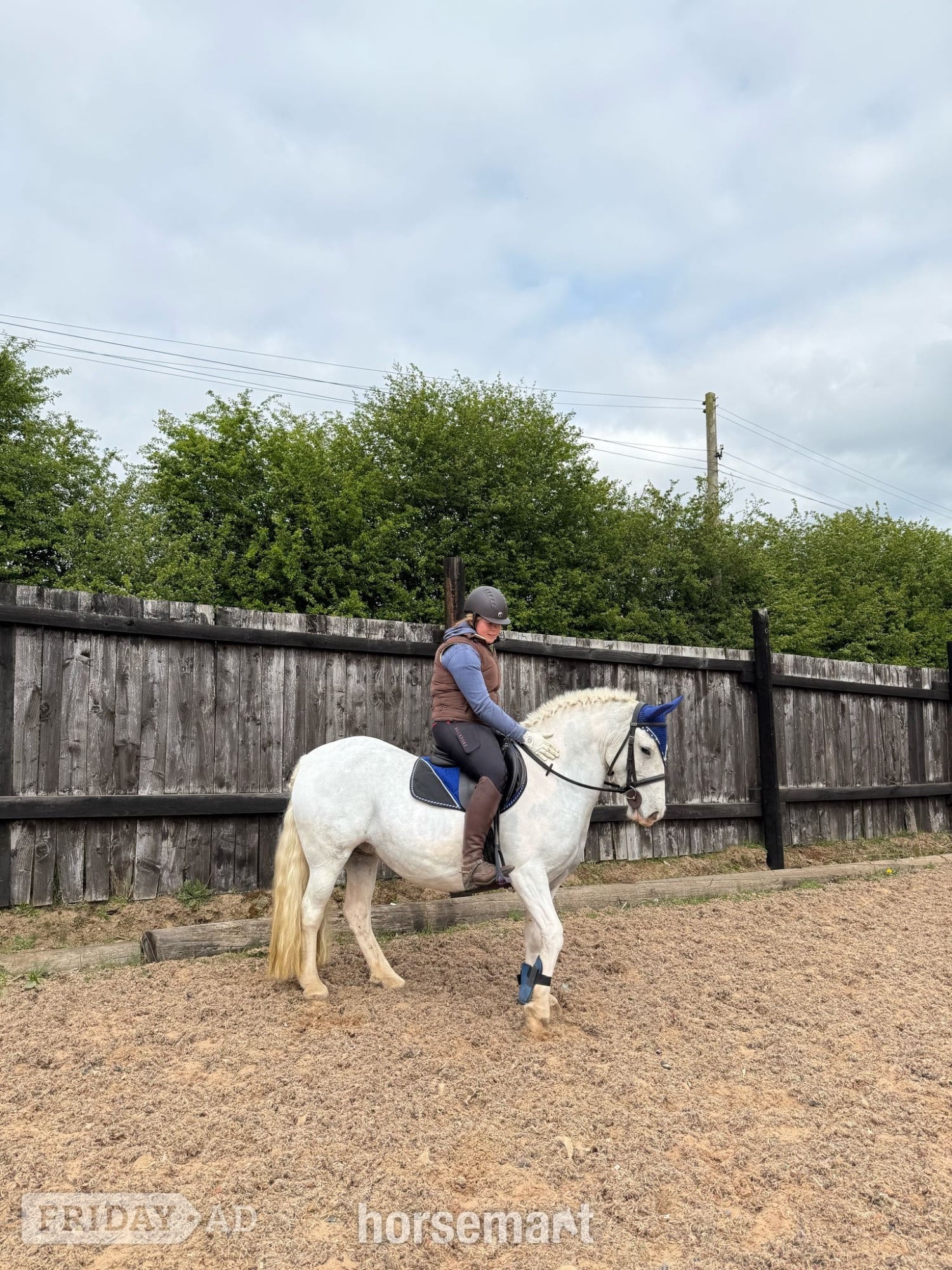 "Amber" Grey Mare Pony Club Pony