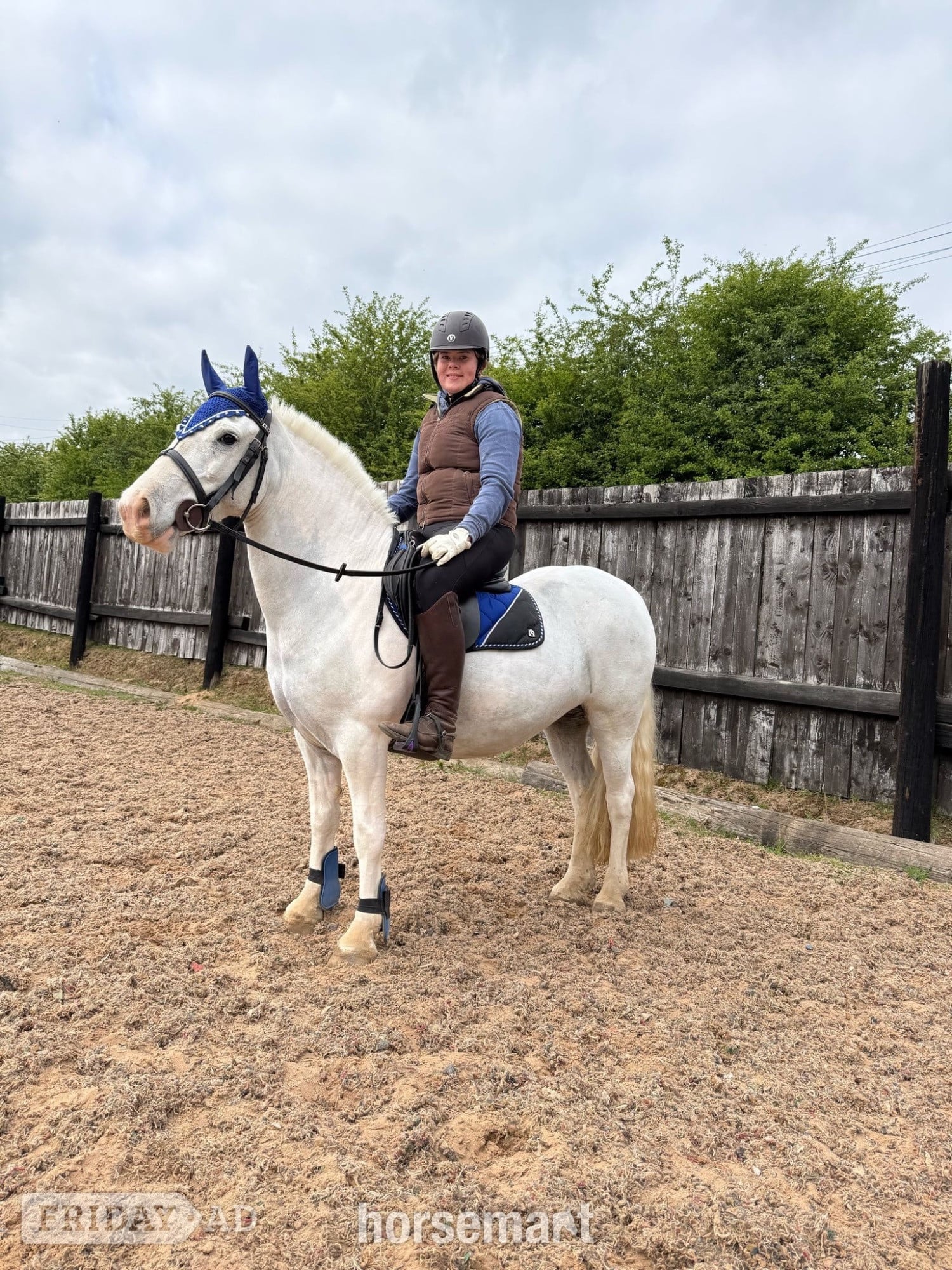 Doncaster "Amber" Grey Mare Pony Club Pony