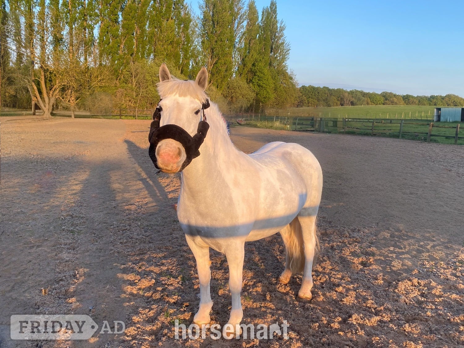 "Amber" Grey Mare Pony Club Pony - Horses