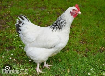 Light Sussex - Point of Lay Hens