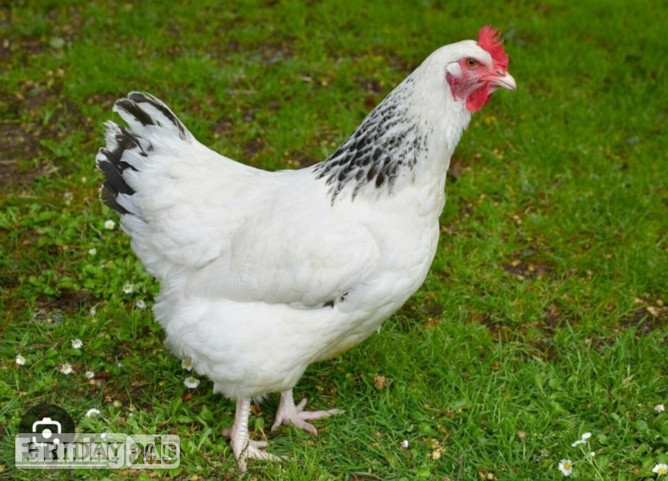 Light Sussex - Point of Lay Hens in Pilling