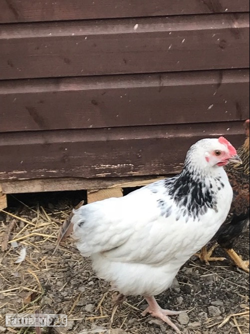 Light Sussex - Point of Lay Hens