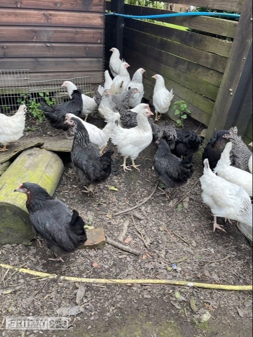 Pilling Light Sussex - Point of Lay Hens