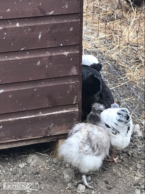Light Sussex - Point of Lay Hens - Poultry in Pilling