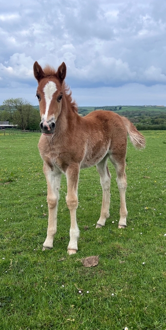 "Bartonhill See Emily Play" Chestnut Filly Youngstock / Foal