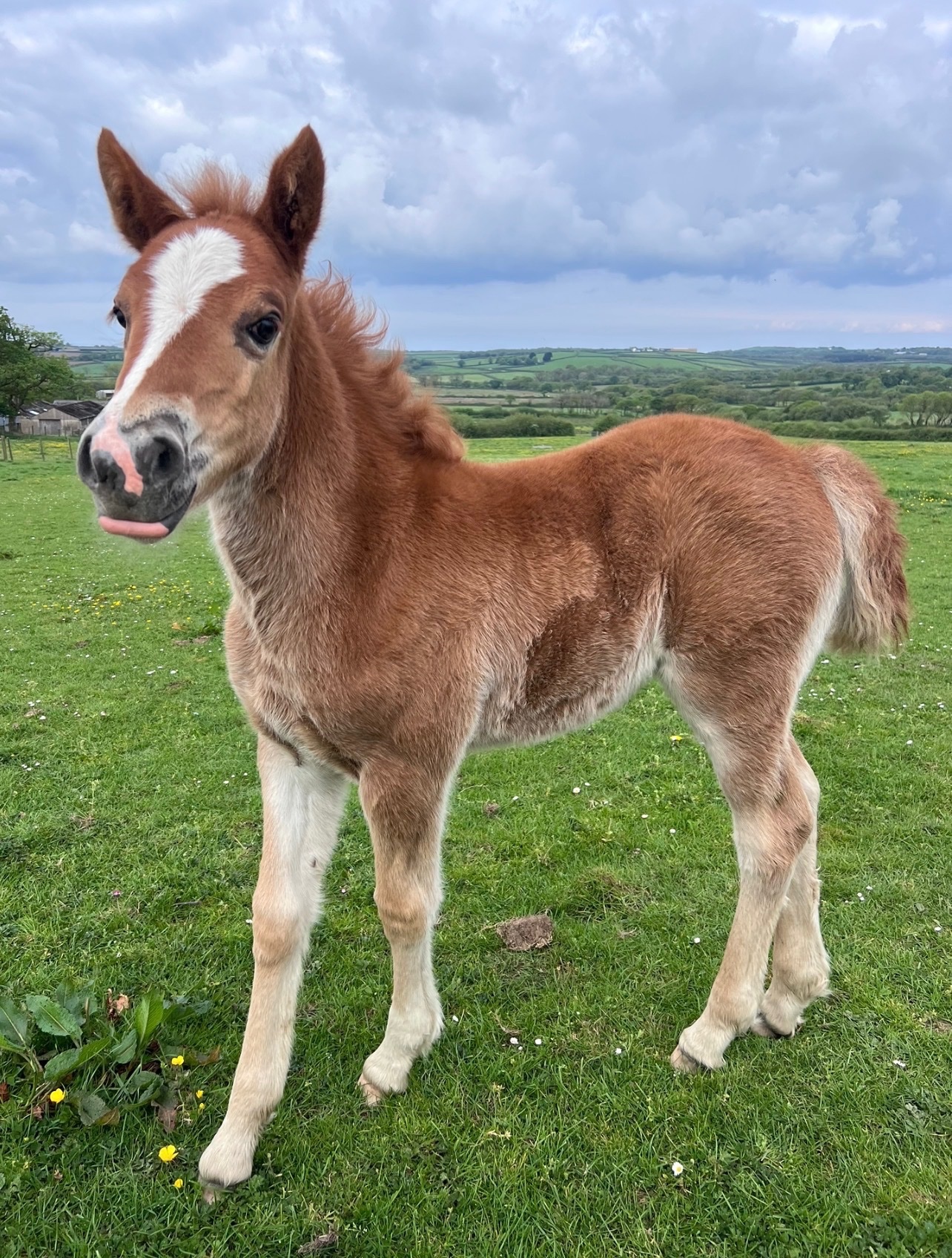 Bude "Bartonhill See Emily Play" Chestnut Filly Youngstock / Foal