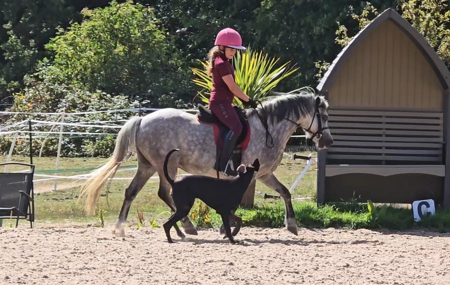"Rose" Roan Mare All Rounder