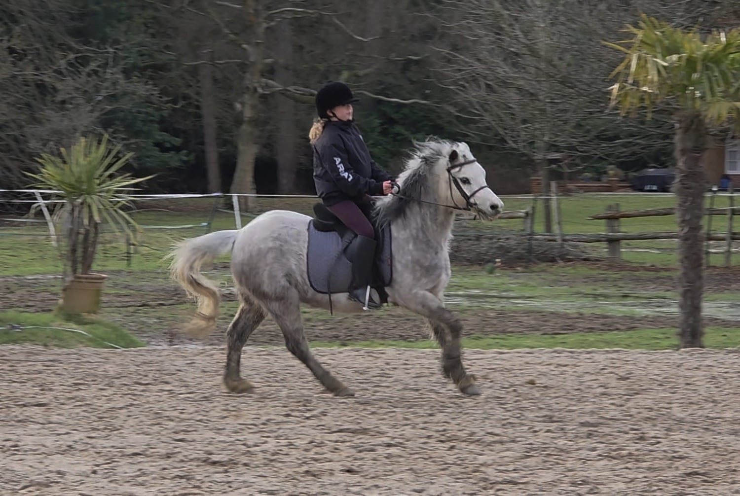 Brentwood "Rose" Roan Mare All Rounder