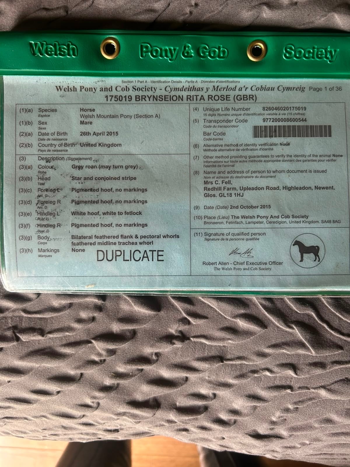 "Rose" Roan Mare All Rounder - Horses in Brentwood