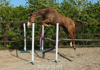 "Big Ginge "  Mare Young Sport Horse