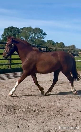 "Ricky " Liver Chestnut Gelding All Rounder