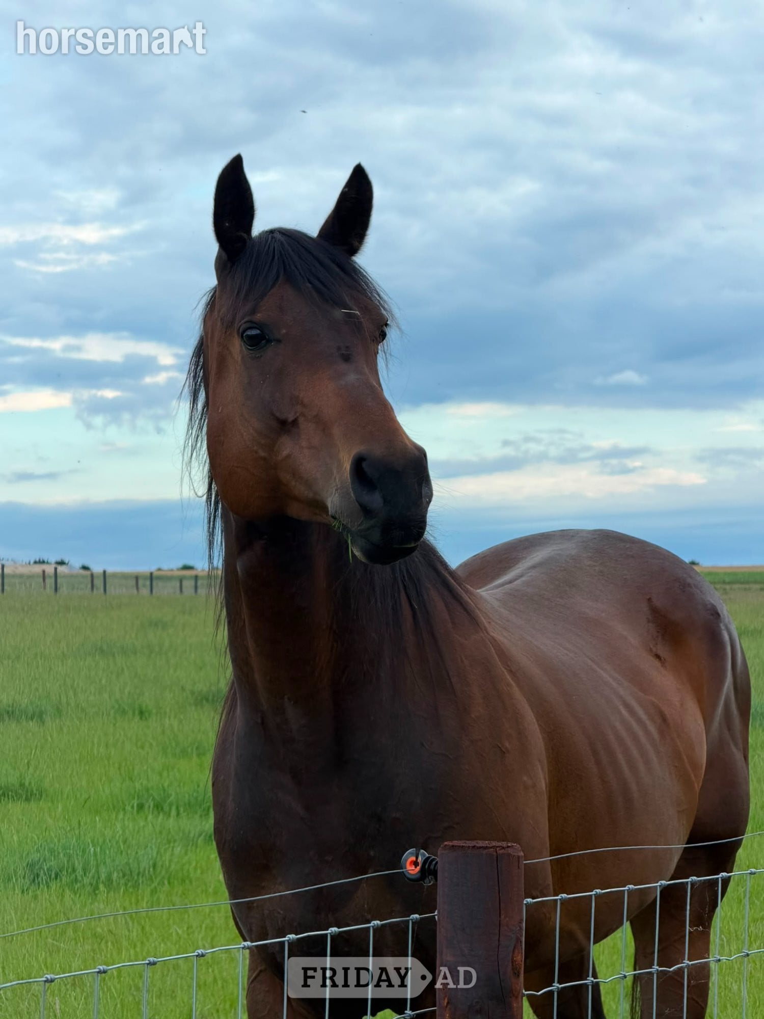 "Gru" Bay Gelding Ex Racehorse