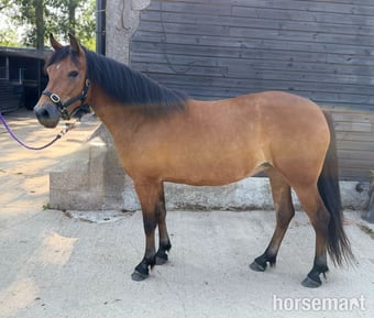 "Orla" Bright Bay Mare Mountain & Moorland Pony