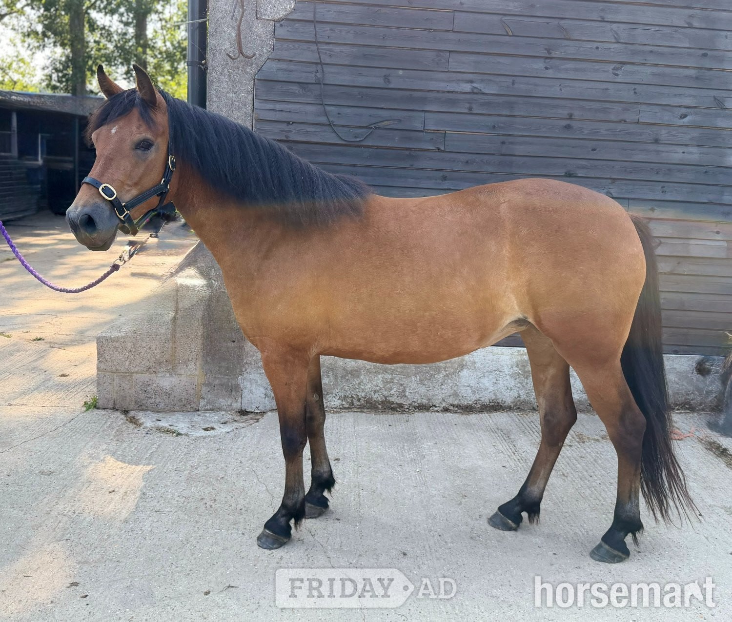 "Orla" Bright Bay Mare Mountain & Moorland Pony in Heathfield