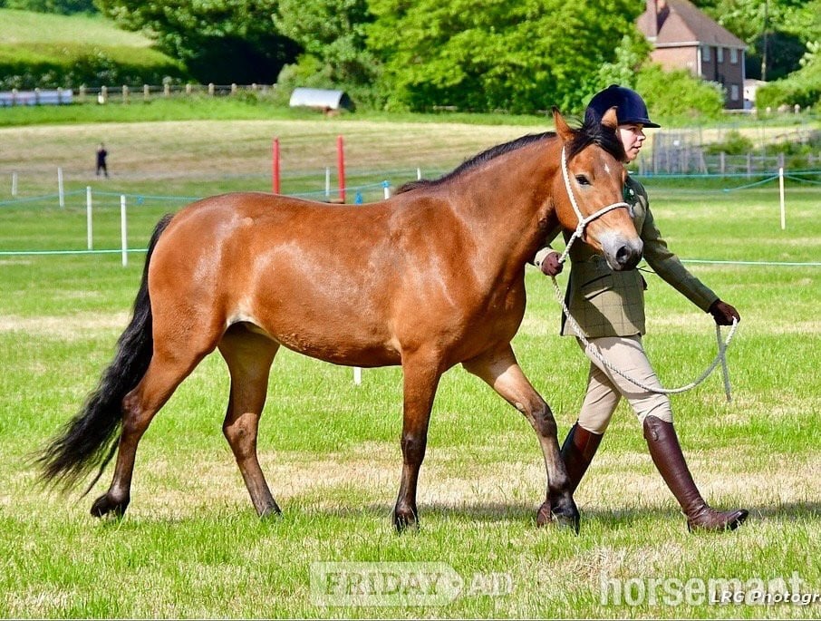 "Orla" Bright Bay Mare Mountain & Moorland Pony