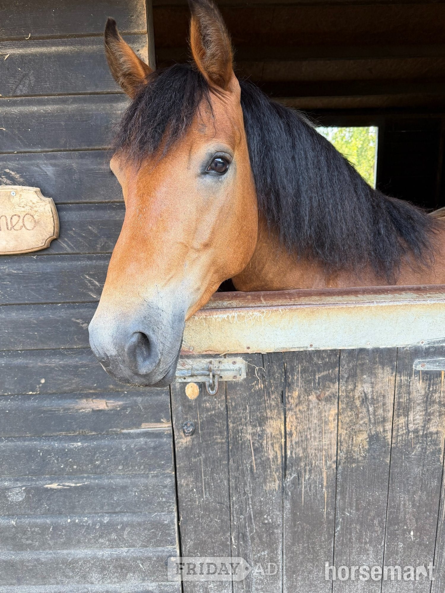 Heathfield "Orla" Bright Bay Mare Mountain & Moorland Pony