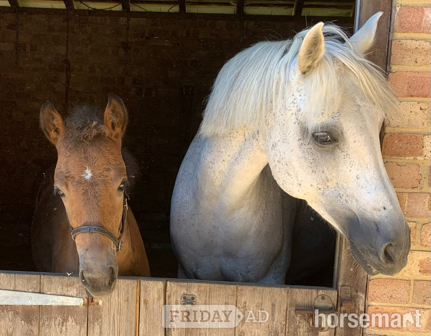 "Orla" Bright Bay Mare Mountain & Moorland Pony - Horses in Heathfield