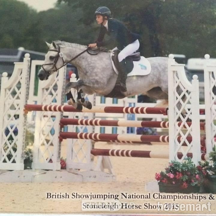 "Orla" Bright Bay Mare Mountain & Moorland Pony - Horses