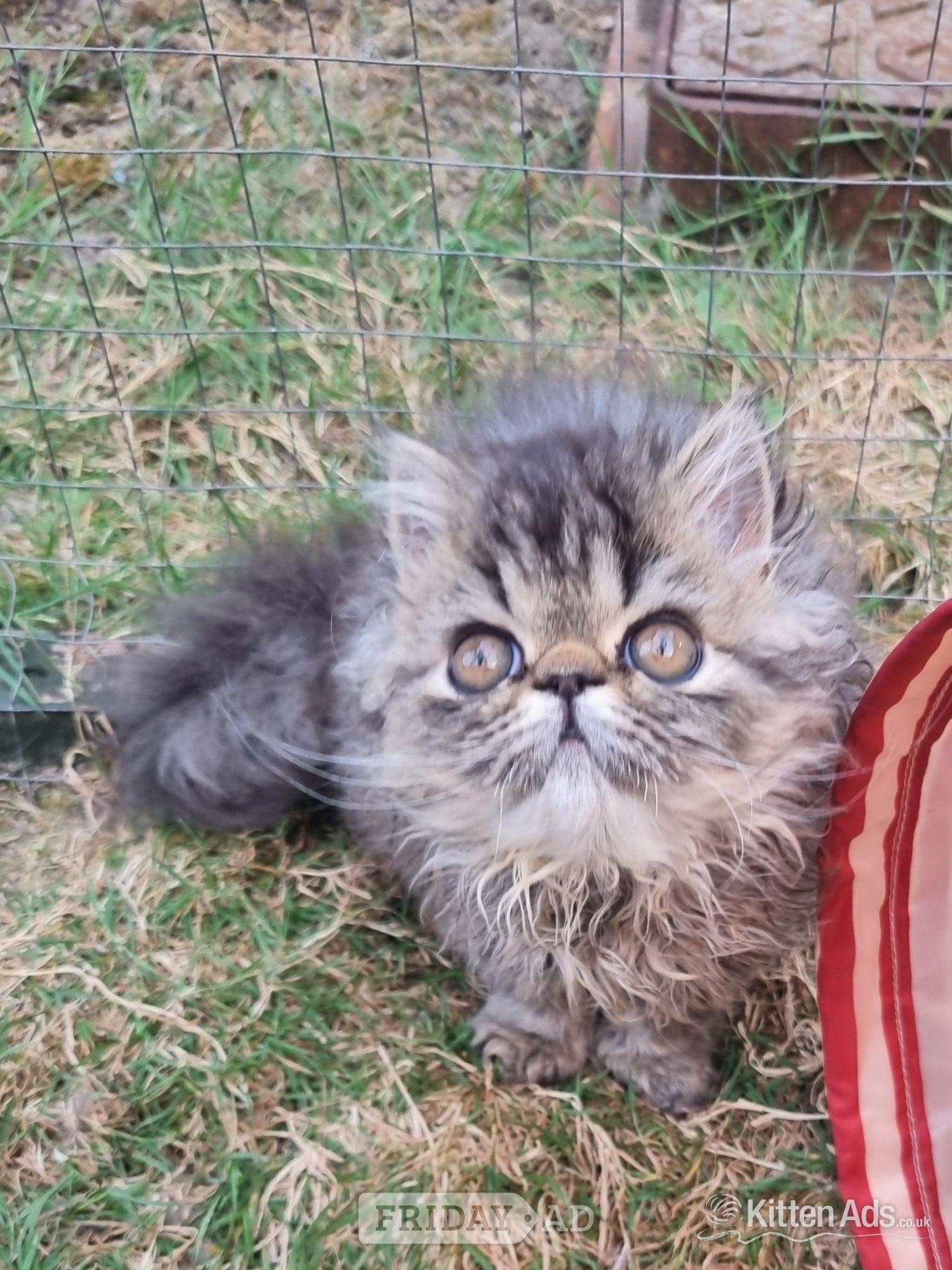 Last GCCF registered persian kitten in Bristol