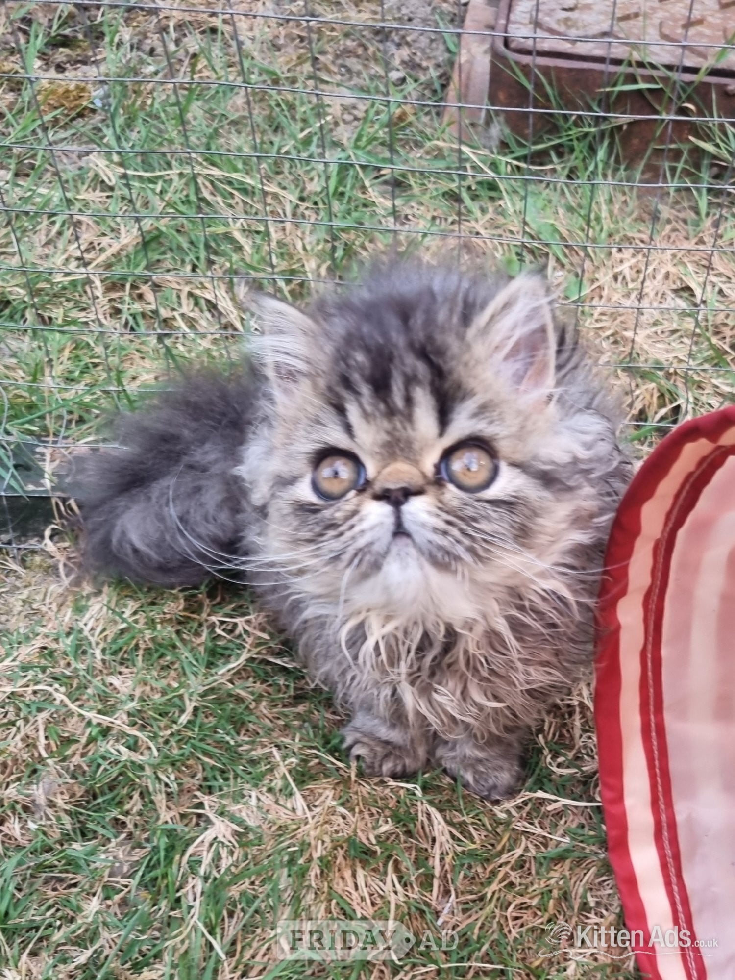 Last GCCF registered persian kitten