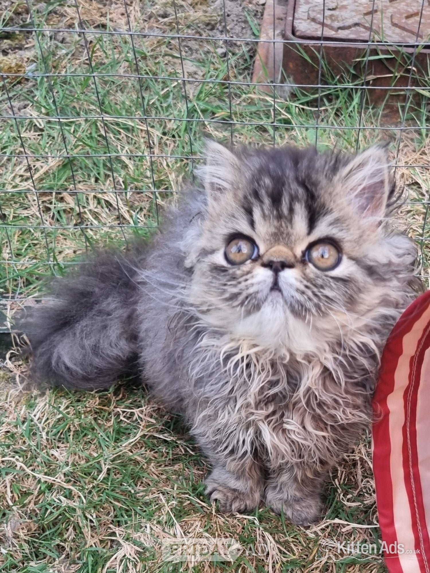 Bristol Last GCCF registered persian kitten