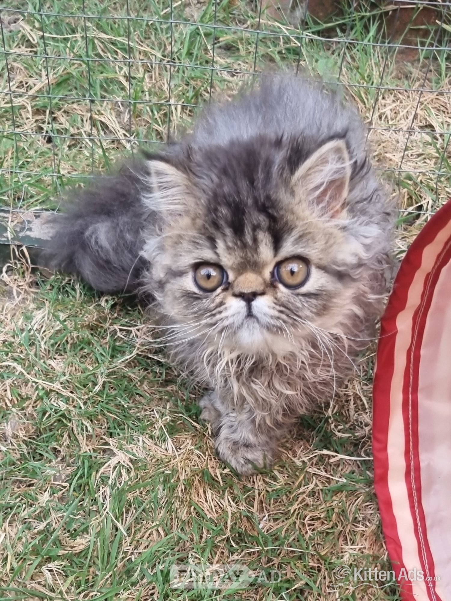 Last GCCF registered persian kitten - Cats & Kittens in Bristol