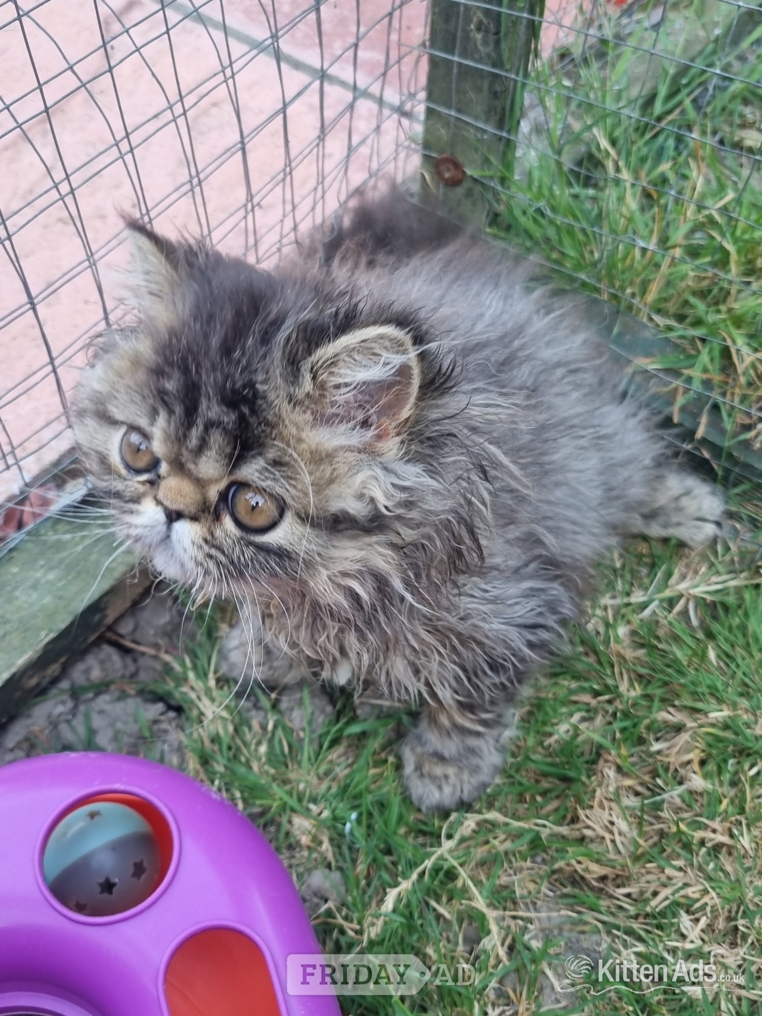 Last GCCF registered persian kitten - Cats & Kittens