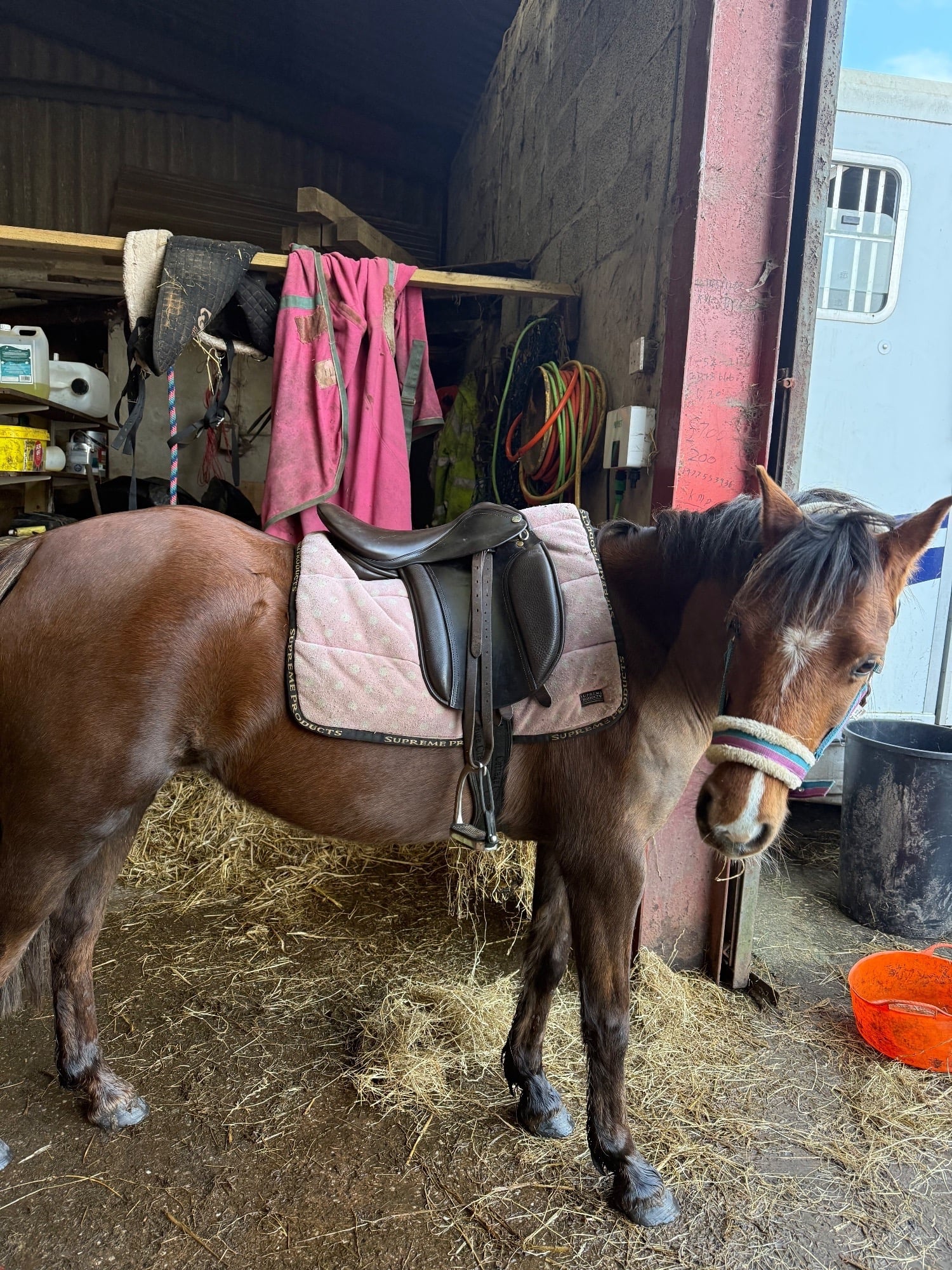"Dottie" Liver Chestnut Mare Lead Rein/First Ridden Pony