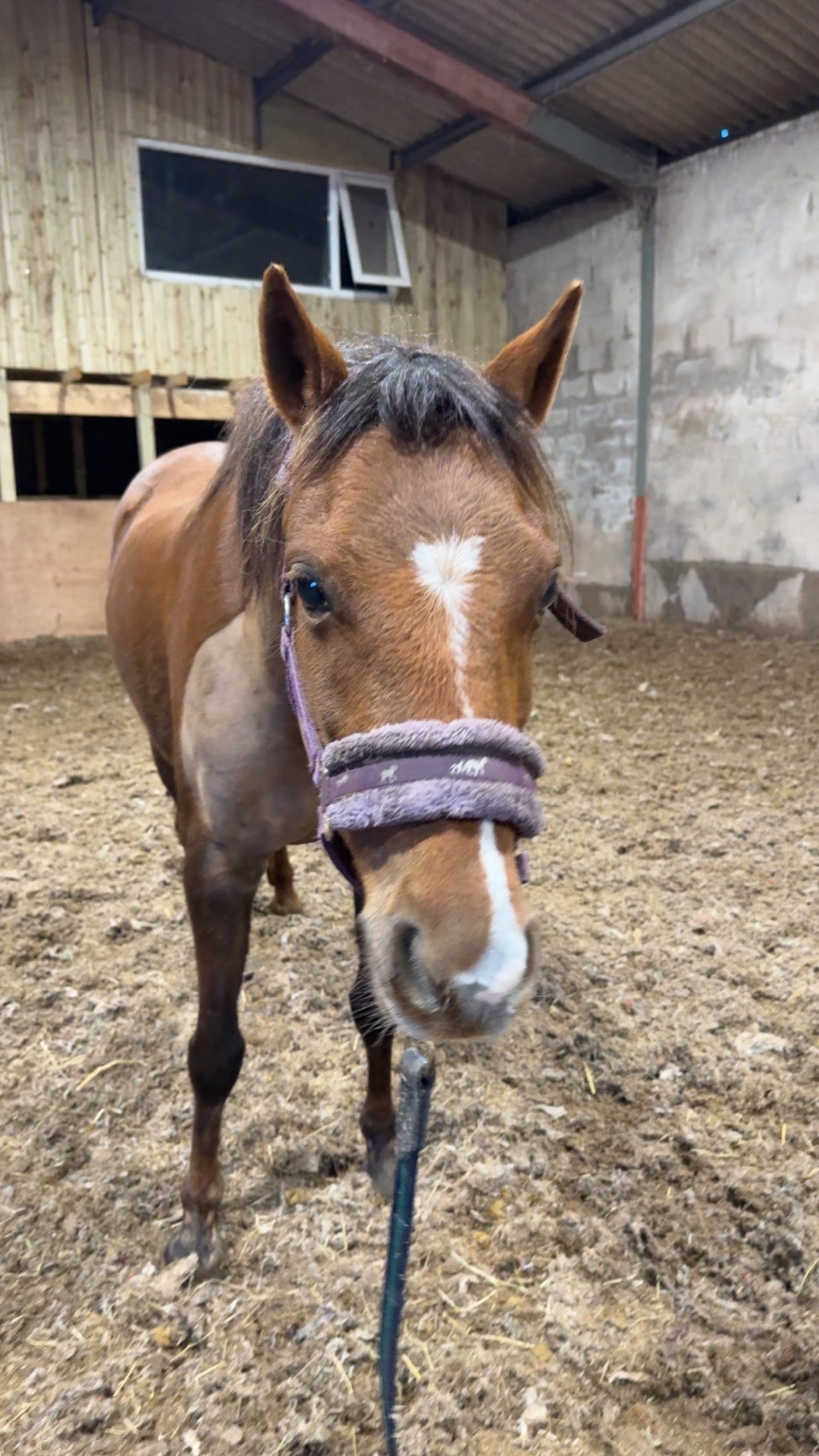 Wigton "Dottie" Liver Chestnut Mare Lead Rein/First Ridden Pony