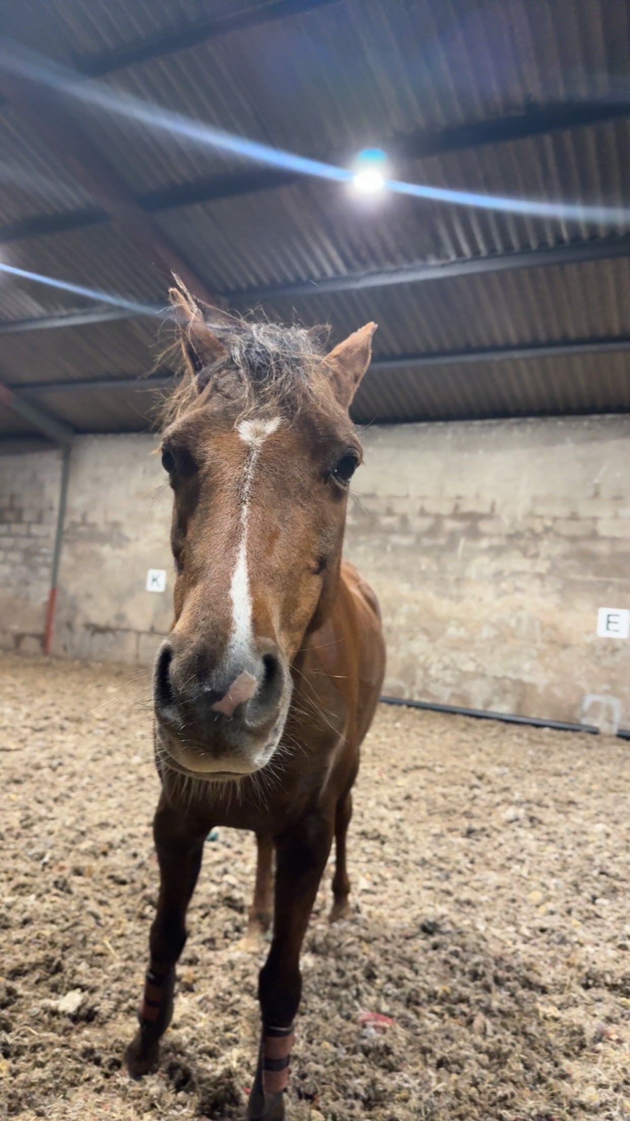 "Dottie" Liver Chestnut Mare Lead Rein/First Ridden Pony - Horses in Wigton