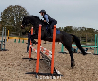 "Shadow Home Birdy (Birdy)" Dark Bay Mare All Rounder