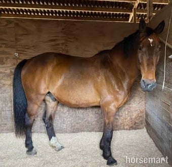 Bear, 17.2hh Warmblood, 19yo, Newhaven, East Sussex