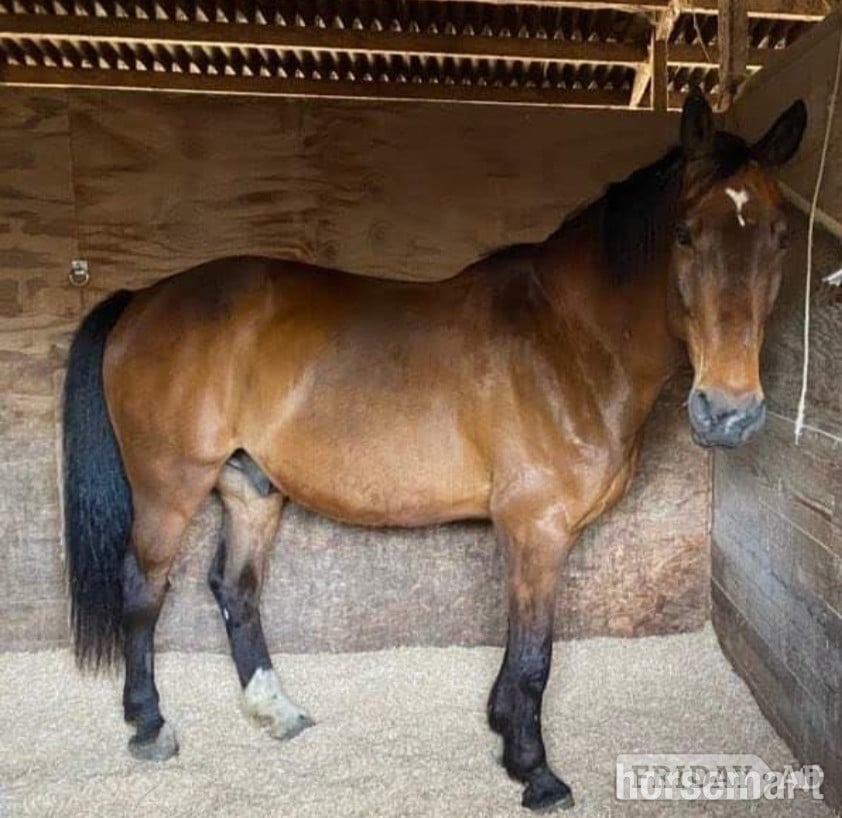 Bear, 17.2hh Warmblood, 19yo, Newhaven, East Sussex in Newhaven