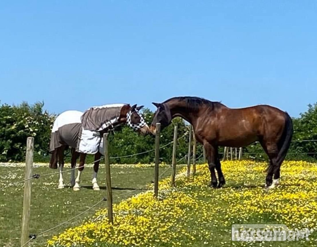 Bear, 17.2hh Warmblood, 19yo, Newhaven, East Sussex
