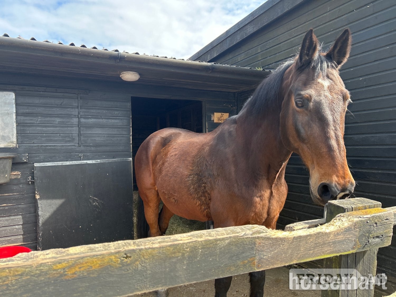 Newhaven Bear, 17.2hh Warmblood, 19yo, Newhaven, East Sussex