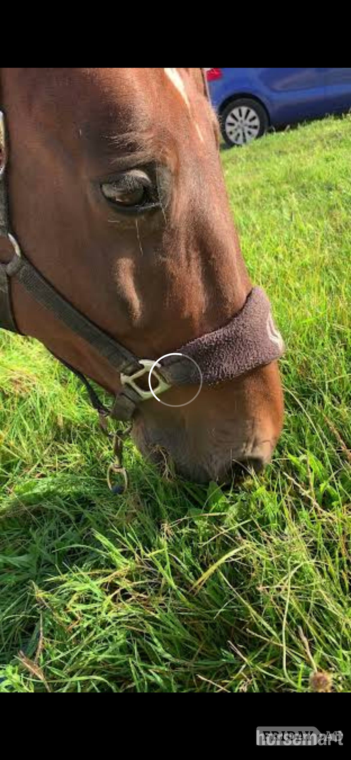 Bear, 17.2hh Warmblood, 19yo, Newhaven, East Sussex - Horses in Newhaven