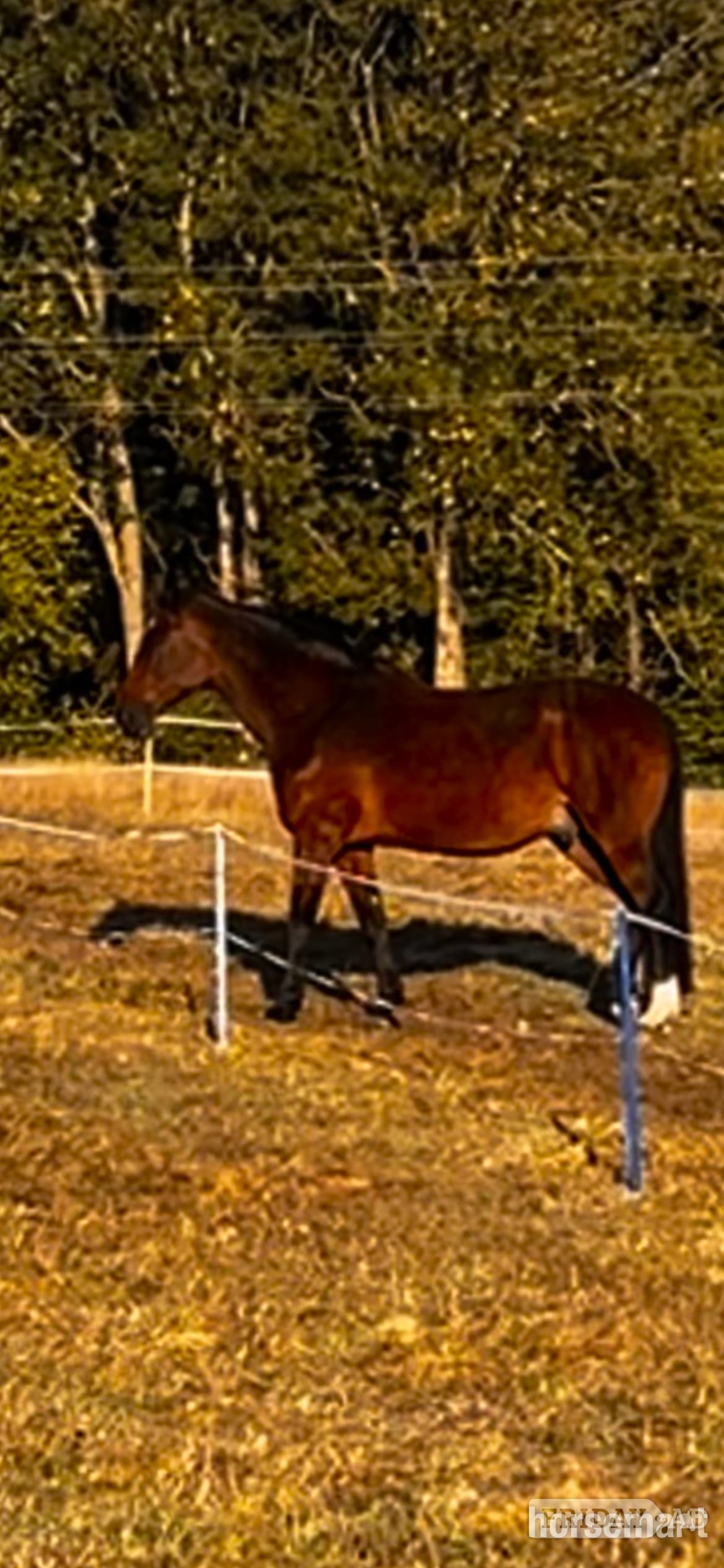 Bear, 17.2hh Warmblood, 19yo, Newhaven, East Sussex - Horses