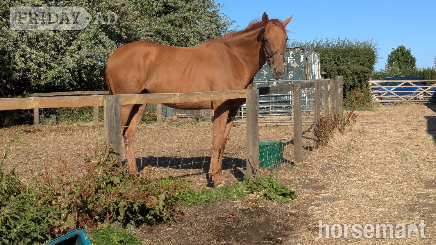 "Belle" Chestnut Filly Young Sport Horse in Thirsk