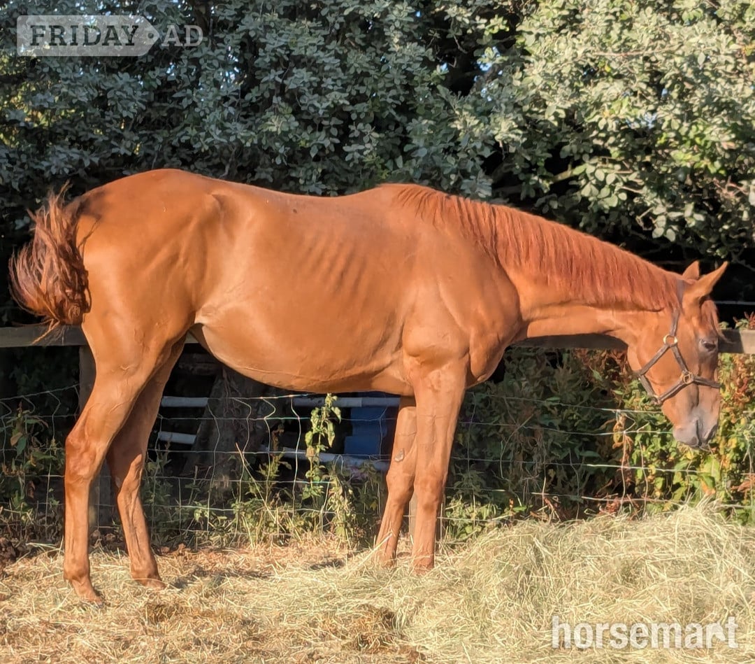 "Belle" Chestnut Filly Young Sport Horse