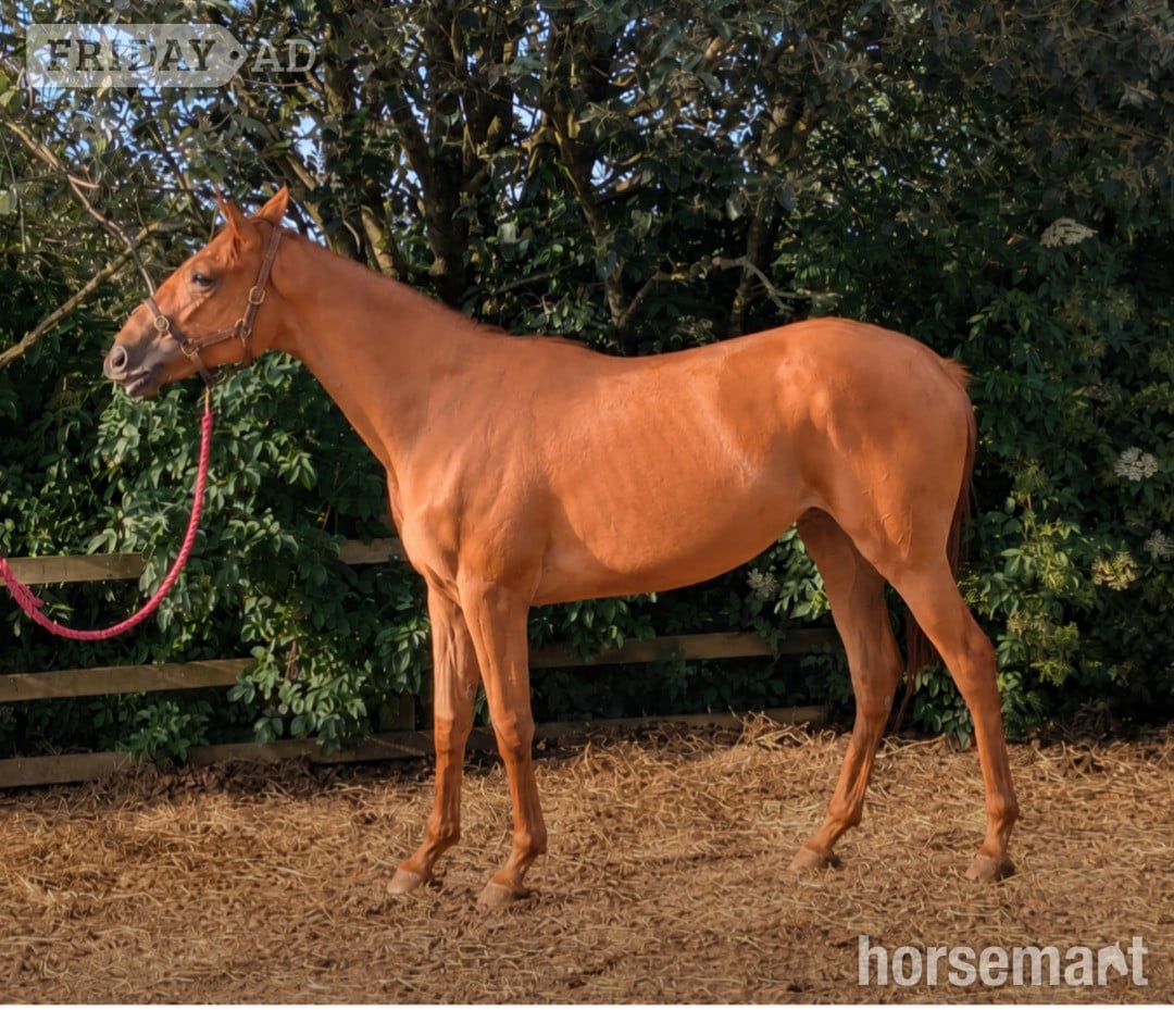 Thirsk "Belle" Chestnut Filly Young Sport Horse