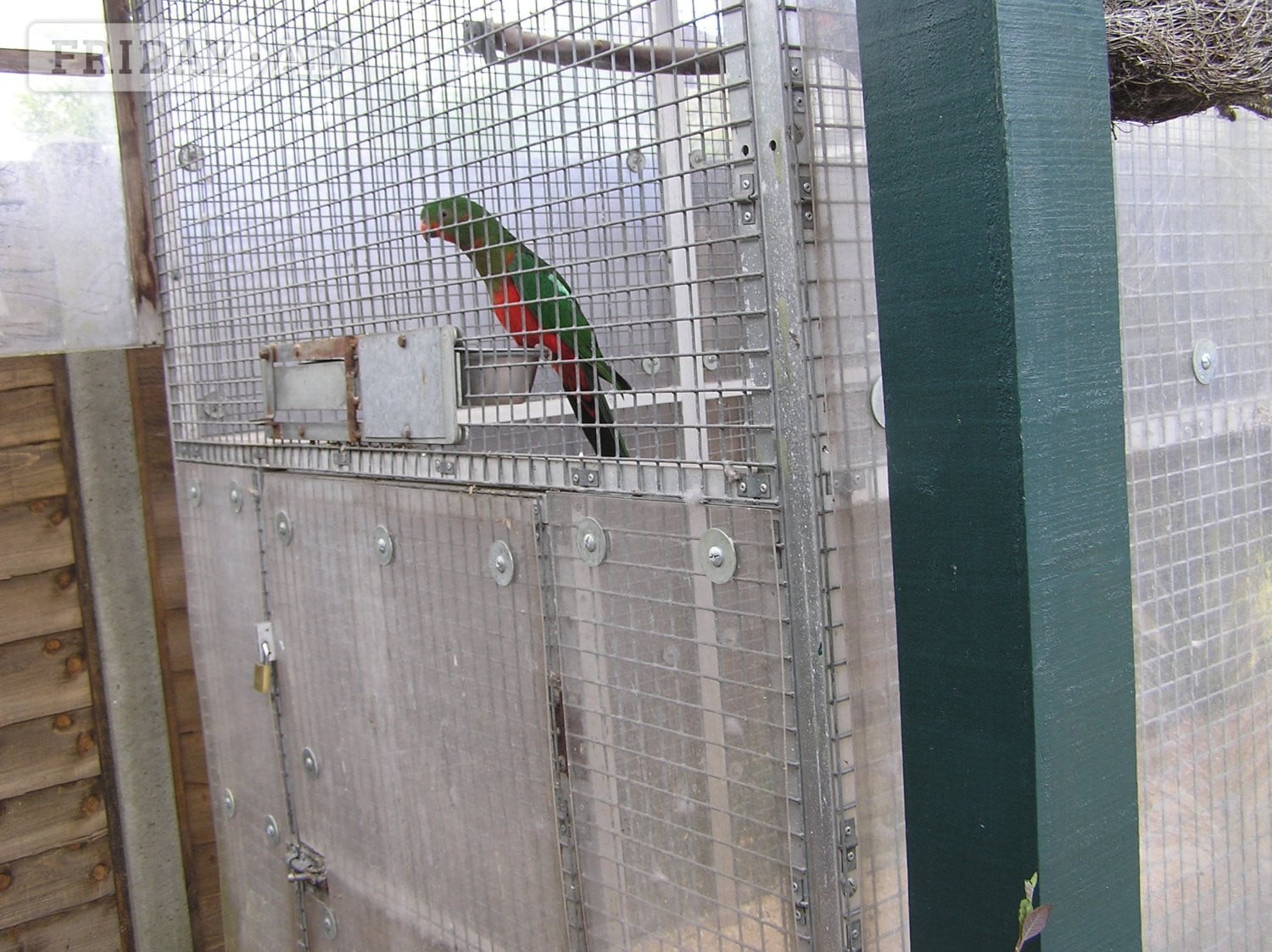 EXCHANGE AUSTRALIAN KING PARROT YOUNGESTER MALE   in Abbots Langley