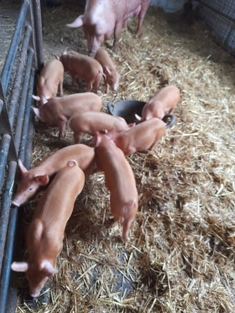 Birth notified Tamworth weaners .