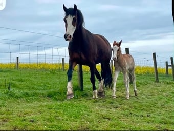"Afterglow Keepsake" Bay Mare Broodmare