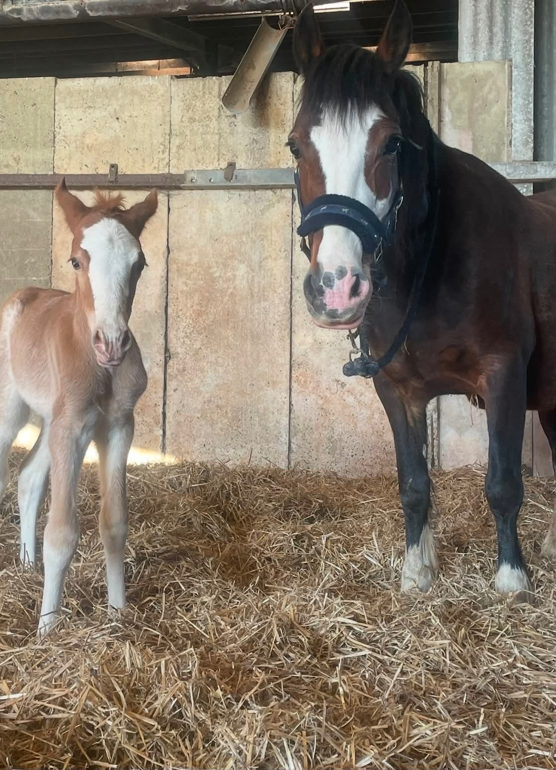 "Afterglow Keepsake" Bay Mare Broodmare