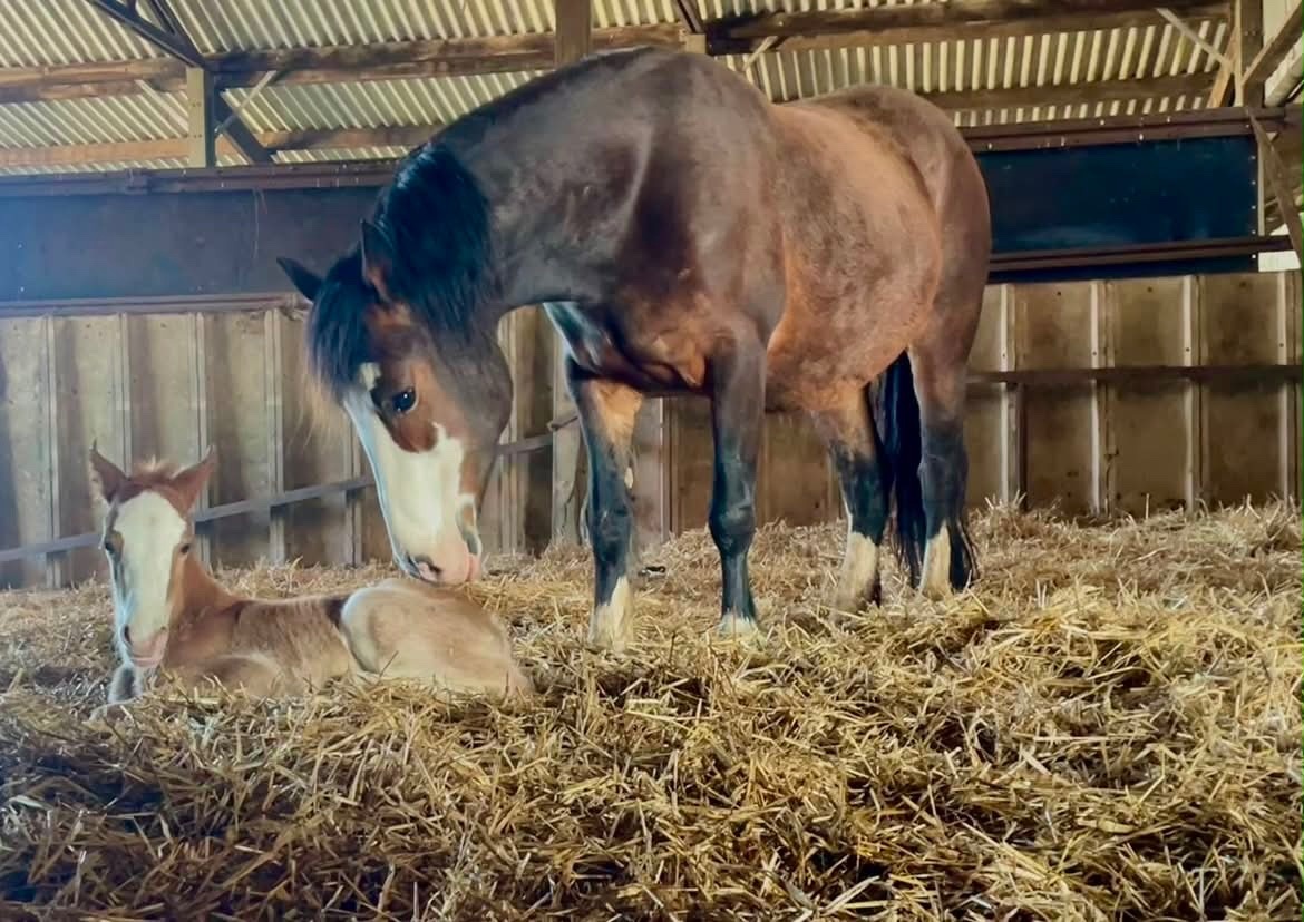 Bude "Afterglow Keepsake" Bay Mare Broodmare