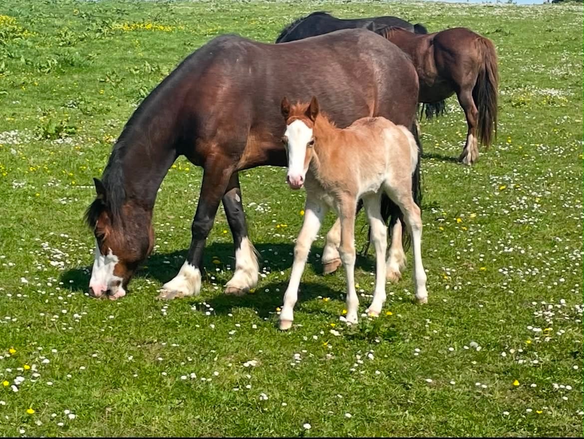 "Afterglow Keepsake" Bay Mare Broodmare - Horses in Bude